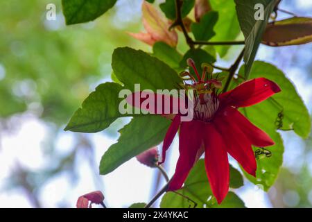 Rote Passionsblume, Passiflora vitifolia, Blume Stockfoto