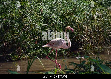 Ein größerer Flamingo (Phoenicopterus roseus), der durch Bäume in einem Teich im Negara Zoo in Malaysia spaziert Stockfoto