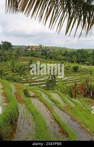 Unter PAL Blatt vertikal - Jatiluwih Rice Terraces, Bali, Indonesien Stockfoto