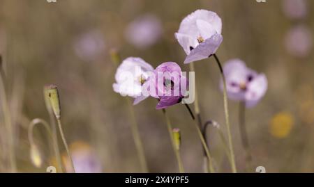 Orientalischer weißer Mohn (Papaver orientale) in Nahaufnahme. In der Mitte ist das dunkelburgunderrote Zentrum. Schöne Blume, die auf der Wiese wächst. Mehrfarbiges Opium Stockfoto