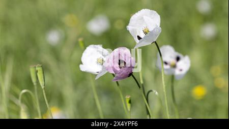 Orientalischer weißer Mohn (Papaver orientale) in Nahaufnahme. In der Mitte ist das dunkelburgunderrote Zentrum. Schöne Blume, die auf der Wiese wächst. Mehrfarbiges Opium Stockfoto