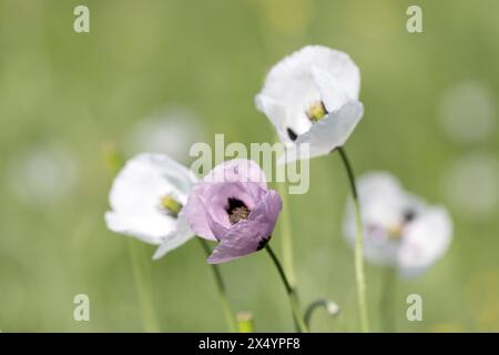 Orientalischer weißer Mohn (Papaver orientale) in Nahaufnahme. In der Mitte ist das dunkelburgunderrote Zentrum. Schöne Blume, die auf der Wiese wächst. Mehrfarbiges Opium Stockfoto