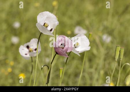 Orientalischer weißer Mohn (Papaver orientale) in Nahaufnahme. In der Mitte ist das dunkelburgunderrote Zentrum. Schöne Blume, die auf der Wiese wächst. Mehrfarbiges Opium Stockfoto