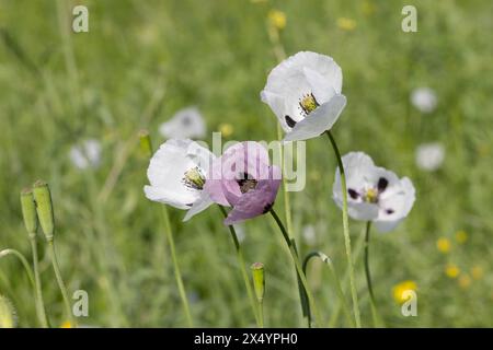 Orientalischer weißer Mohn (Papaver orientale) in Nahaufnahme. In der Mitte ist das dunkelburgunderrote Zentrum. Schöne Blume, die auf der Wiese wächst. Mehrfarbiges Opium Stockfoto