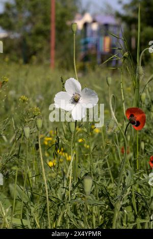 Orientalischer weißer Mohn (Papaver orientale) in Nahaufnahme. In der Mitte ist das dunkelburgunderrote Zentrum. Schöne Blume, die auf der Wiese wächst. Mehrfarbiges Opium Stockfoto