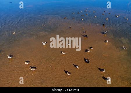 Ägyptische Gänse (Alopochen aegyptiacus) und andere Wasservögel im Flachwasser eines Teichs, südliches Afrika Stockfoto