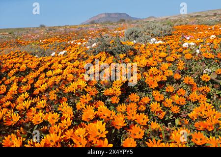 Farbenfrohe, blühende Namaqualand-Gänseblümchen (Dimorphotheca sinuata), Nordkap, Südafrika Stockfoto