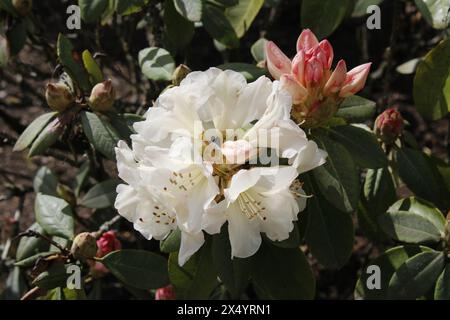 Nahaufnahme weißer Azaleen, Oregon Stockfoto