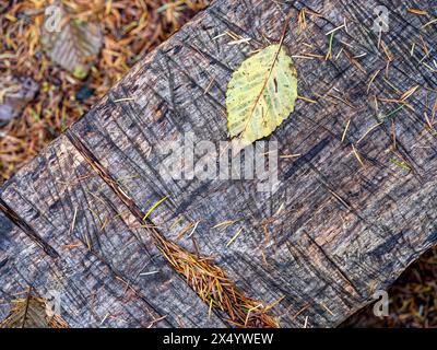 Die Kiefernnadeln und ein gefallenes Blatt auf der Oberfläche einer alten Holzbank Stockfoto