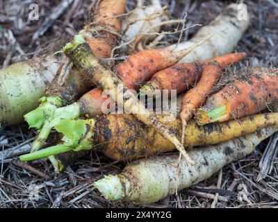 Karotten frisch entwurzelt, weiß-gelbes Erbstück und Orange, bewachsen und zu alt zum Verzehr, mit Schmutz bedeckt Stockfoto