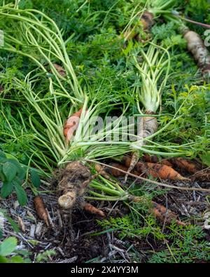 Frisch entwurzelte Karotten mit grünen Blattspitzen auf dem Gartenbeet, orange und erblich weiß und gelb, bewachsen Stockfoto