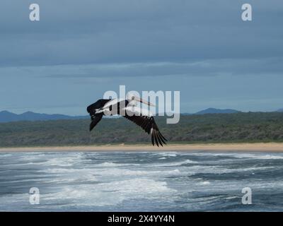 Pelikan fliegt über dem Strand und den Wellen des Pazifischen Ozeans, riesige Flügel breiten sich aus, australischer Vogel Stockfoto