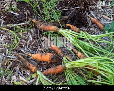 Frisch entwurzelte Karotten mit grünen Spitzen auf dem Gartenbeet, orange, bewachsen, zu alt zum Essen Stockfoto