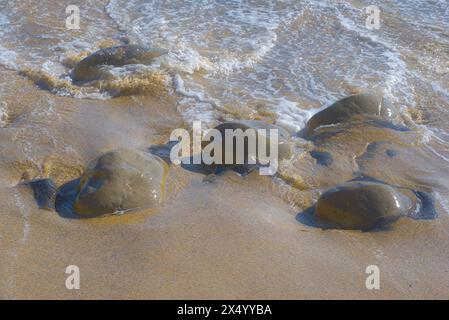 Steine am Sandstrand in Santa Cruz, Kalifornien, USA Stockfoto