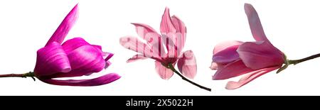Nahansicht einer rosa Magnolienblume in voller Blüte isoliert auf weißem Hintergrund Stockfoto