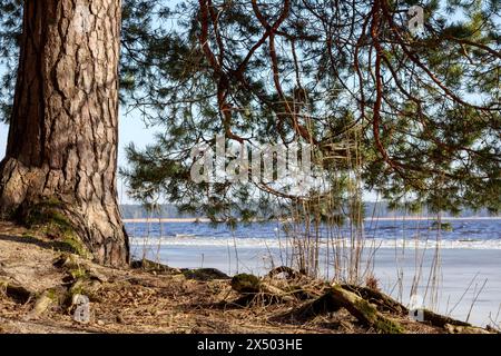 Kiefer mit Wurzeln im Wald auf blauem Wasser Hintergrund Stockfoto