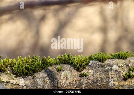 Grünes Moos auf einem Stein an einem sonnigen Tag Stockfoto