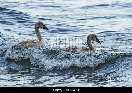 Stumme Zygneten schwimmen durch die Welle, Neuch'atel See in der Schweiz Stockfoto