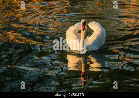 Stummschalten des Schwans und seiner Reflexion, der Farben des Sonnenuntergangs im Wasser Stockfoto