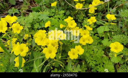 Blatt bermuda-Butterblume blühen in der Natur. Selektiver Fokus auf einige gelbe Blüten. Stockfoto