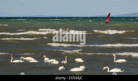 Stumme Schwäne und Windsurfen in den Wellen des Neuchâtel-Sees in der Schweiz Stockfoto