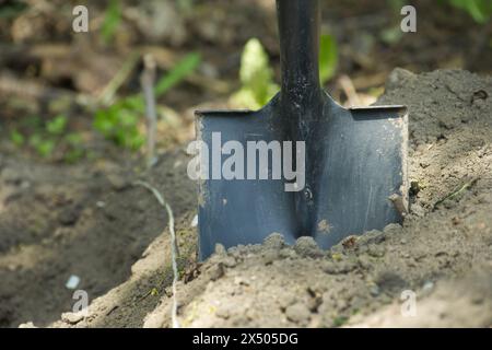 Spaten, der in den Boden eingebettet ist, in einem gut gepflegten Boden, der für die Gartenarbeit verwendet wird Stockfoto