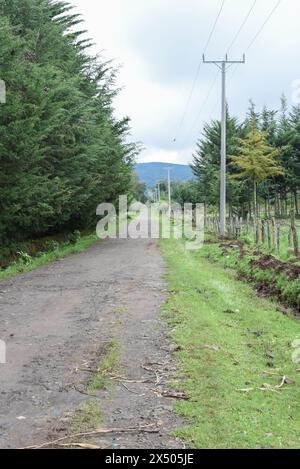LÄNDLICHE MURRAM STRASSE MIT RIESIGEN BÄUMEN AN DEN RÄNDERN IN KENIA LÄNDLICH Stockfoto