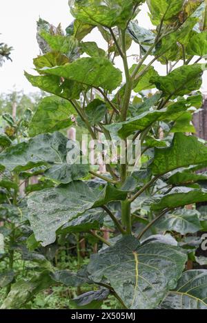 Tamarillo ' Baumtomate' wächst im Hinterhof Stockfoto