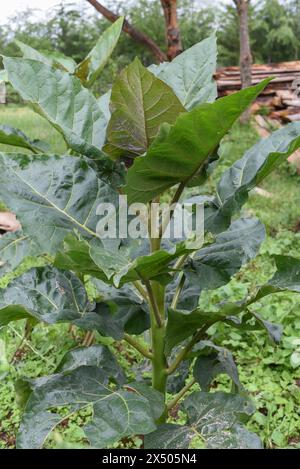 Tamarillo ' Baumtomate' wächst im Hinterhof Stockfoto