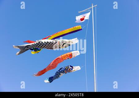 Yokohama, Japan. Mai 2024. Traditionelle Kindertagesdekoration (Karpfenfänger) mit japanischer Flagge fliegt im Wind über einem Shinto-Schrein während des Nakizumo-Events. Yokohama, 5. Mai 2024. - 20240505 PD2707 Credit: APA-PictureDesk/Alamy Live News Stockfoto