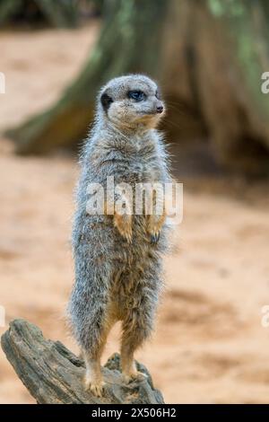 Erdmännchen (Suricata suricatta) stehen auf Hochbaumstumpf. Jimmy's Farm Ipswich England Großbritannien. Februar 2024. Stockfoto