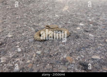 Würfelschlange (Natrix tessellata) Clusane Italien September 2023 Clusane Italien September 2023 Stockfoto