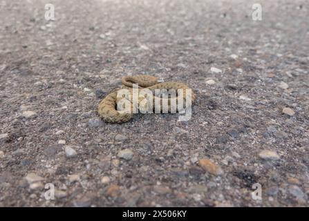 Würfelschlange (Natrix tessellata) Clusane Italien September 2023 Stockfoto