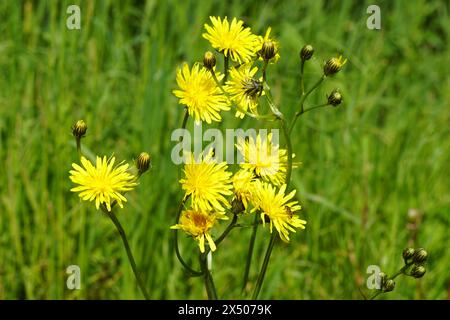 Gelb blühender rauer Karettbart (Crepis biennis), Familie Asteraceae oder Compositae. Verschwommenes Gras auf dem Hintergrund. Frühling, Mai, Niederlande Stockfoto