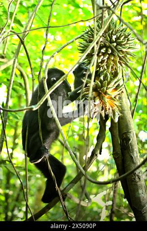 Ein Haubenmakaken (Macaca nigra) pflückt Lianenfrüchte zusammen mit einem kleinen Tangkoko-Wald in Nord-Sulawesi, Indonesien. Der Klimawandel ist einer der wichtigsten Faktoren, die die biologische Vielfalt weltweit mit alarmierender Geschwindigkeit beeinflussen, so ein Team von Wissenschaftlern unter der Leitung von Antonio acini Vasquez-Aguilar in ihrem Artikel vom März 2024 über environ Monit Assessment. Die International Union for Conservation of Nature (IUCN) sagt auch, dass steigende Temperaturen zu ökologischen, verhaltensbezogenen und physiologischen Veränderungen der Tierarten und der Artenvielfalt geführt haben. Derzeit haben etwa ein Viertel der Primaten... Stockfoto