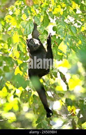 Ein Haubenmakaken (Macaca nigra) sucht morgens im Tangkoko-Wald im Norden von Sulawesi, Indonesien auf einem Baum. Der Klimawandel ist einer der wichtigsten Faktoren, die die biologische Vielfalt weltweit mit alarmierender Geschwindigkeit beeinflussen, so ein Team von Wissenschaftlern unter der Leitung von Antonio acini Vasquez-Aguilar in ihrem Artikel vom März 2024 über environ Monit Assessment. Die International Union for Conservation of Nature (IUCN) sagt auch, dass steigende Temperaturen zu ökologischen, verhaltensbezogenen und physiologischen Veränderungen der Tierarten und der Artenvielfalt geführt haben. Derzeit haben etwa ein Viertel der Primaten... Stockfoto