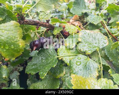 Schwarze Johannisbeere (Ribes nigrum) und Nidigrolaria Hybridpflanze genannt Josta mit süßen Früchten nach Regen Stockfoto