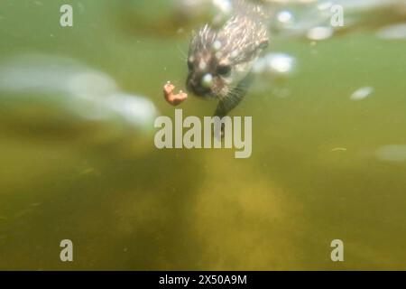 Berlin, Deutschland. Mai 2024. Ein Zwergotter taucht nach einem kleinen Stück Futter in einem Gehege im Zoo. Quelle: Sebastian Christoph Gollnow/dpa/Alamy Live News Stockfoto