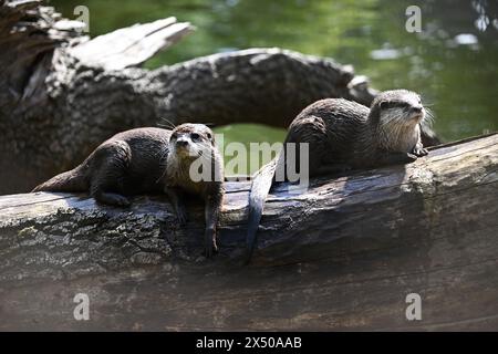 Berlin, Deutschland. Mai 2024. Zwei Zwergotter sitzen in einem Gehege im Zoo. Quelle: Sebastian Christoph Gollnow/dpa/Alamy Live News Stockfoto