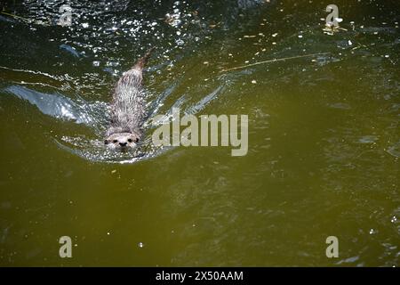 Berlin, Deutschland. Mai 2024. Ein Zwergotter schwimmt in einem Gehege im Zoo. Quelle: Sebastian Christoph Gollnow/dpa/Alamy Live News Stockfoto