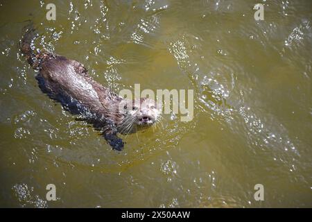 Berlin, Deutschland. Mai 2024. Ein Zwergotter schwimmt in einem Gehege im Zoo. Quelle: Sebastian Christoph Gollnow/dpa/Alamy Live News Stockfoto