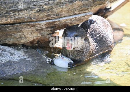 Berlin, Deutschland. Mai 2024. Ein Zwergotter nagt an einer Eiskugel mit Fischen in einem Gehege im Zoo. Quelle: Sebastian Christoph Gollnow/dpa/Alamy Live News Stockfoto