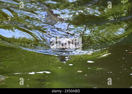Berlin, Deutschland. Mai 2024. Ein Zwergotter schwimmt in einem Gehege im Zoo. Quelle: Sebastian Christoph Gollnow/dpa/Alamy Live News Stockfoto