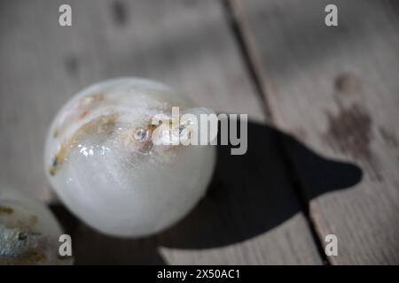 Berlin, Deutschland. Mai 2024. Ein Eislöffel mit Fisch liegt neben einem Ottergehege im Zoo. Quelle: Sebastian Christoph Gollnow/dpa/Alamy Live News Stockfoto
