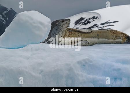 Robbenopard (Hydruga leptonyx), auf Eis, Pleneau Island, Antarktis. Stockfoto