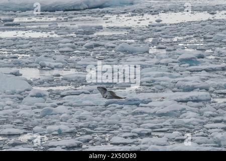 Robbenopard (Hydruga leptonyx), auf Eis, Anvers Island, Antarktis. Stockfoto