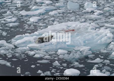 Robbenopard (Hydruga leptonyx), auf Eis, Anvers Island, Antarktis. Stockfoto