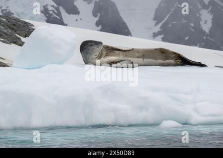 Robbenopard (Hydruga leptonyx), auf Eis, Pleneau Island, Antarktis. Stockfoto