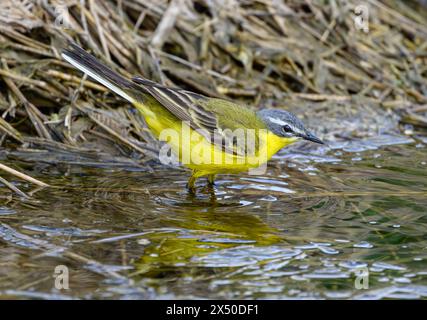 Sieversdorf, Deutschland. Mai 2024. Ein gelber Bachstelz (Motacilla flava) steht im Wasser eines Teichs. Quelle: Patrick Pleul/dpa/Alamy Live News Stockfoto