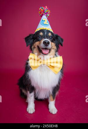 Porträt eines dreifarbigen australischen Schäferhunds in Happy Black, der einen Hut und eine Fliege trägt Stockfoto